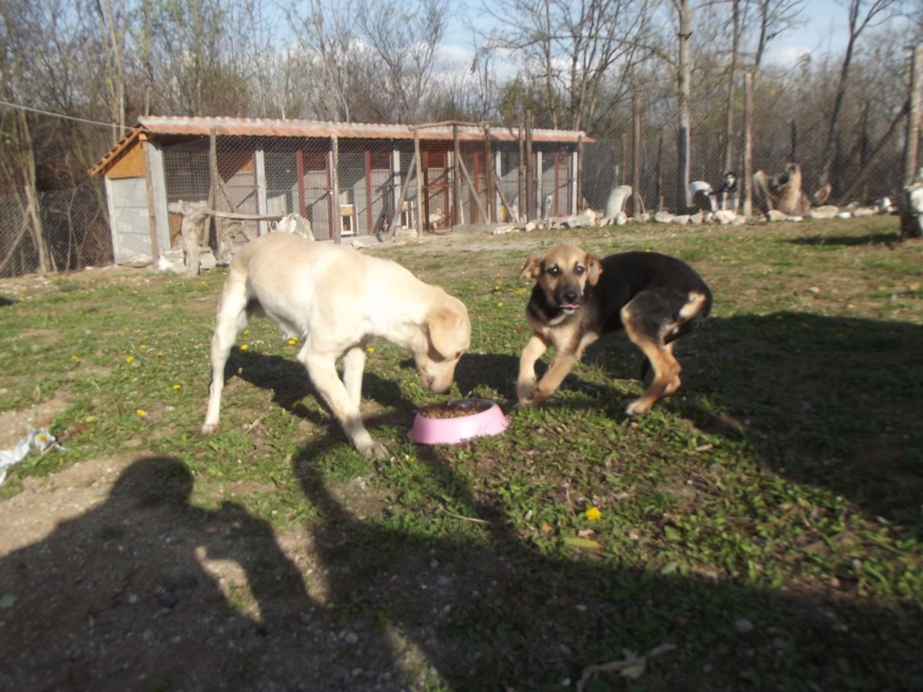 OLIVER mini labrador creme - SERBIE 75625210