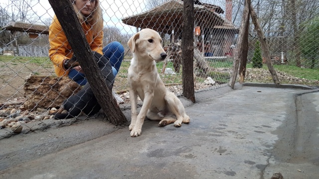 OLIVER mini labrador creme - SERBIE 79176710