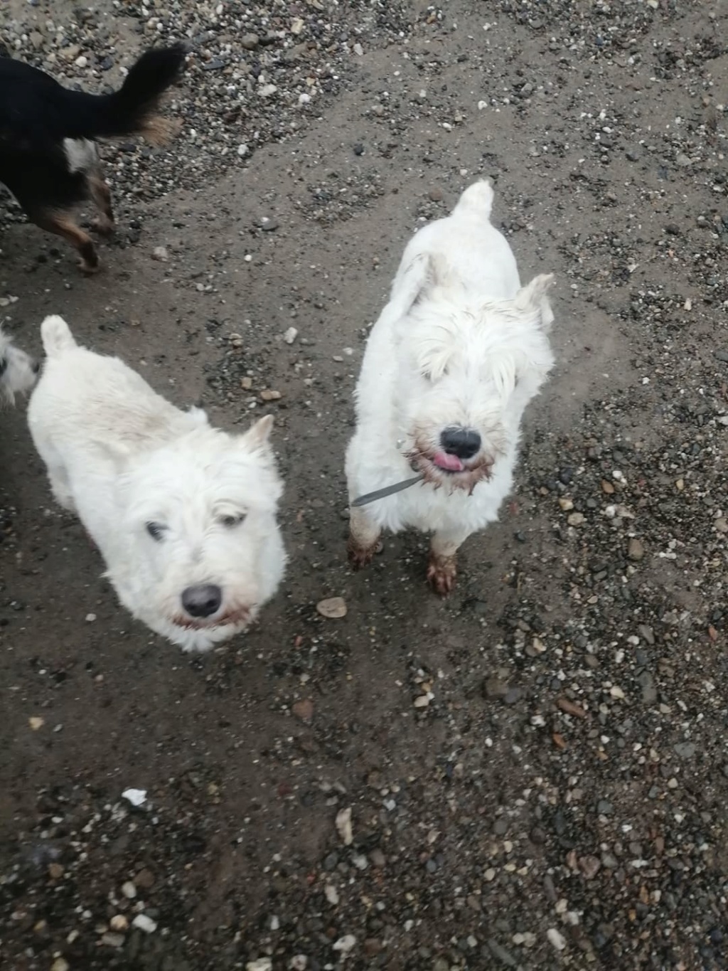 DAISY (CHIPPIE) & BELLA (LOKY) 2 soeurs Schnautzer blanc en FA 71 - SERBIE 80846510