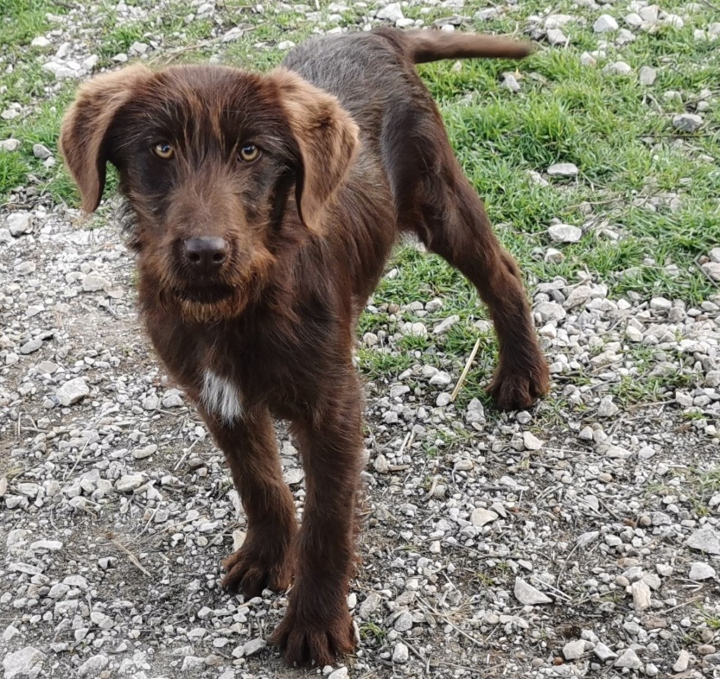 RAYA chiot croisée terrier - SERBIE 89510810