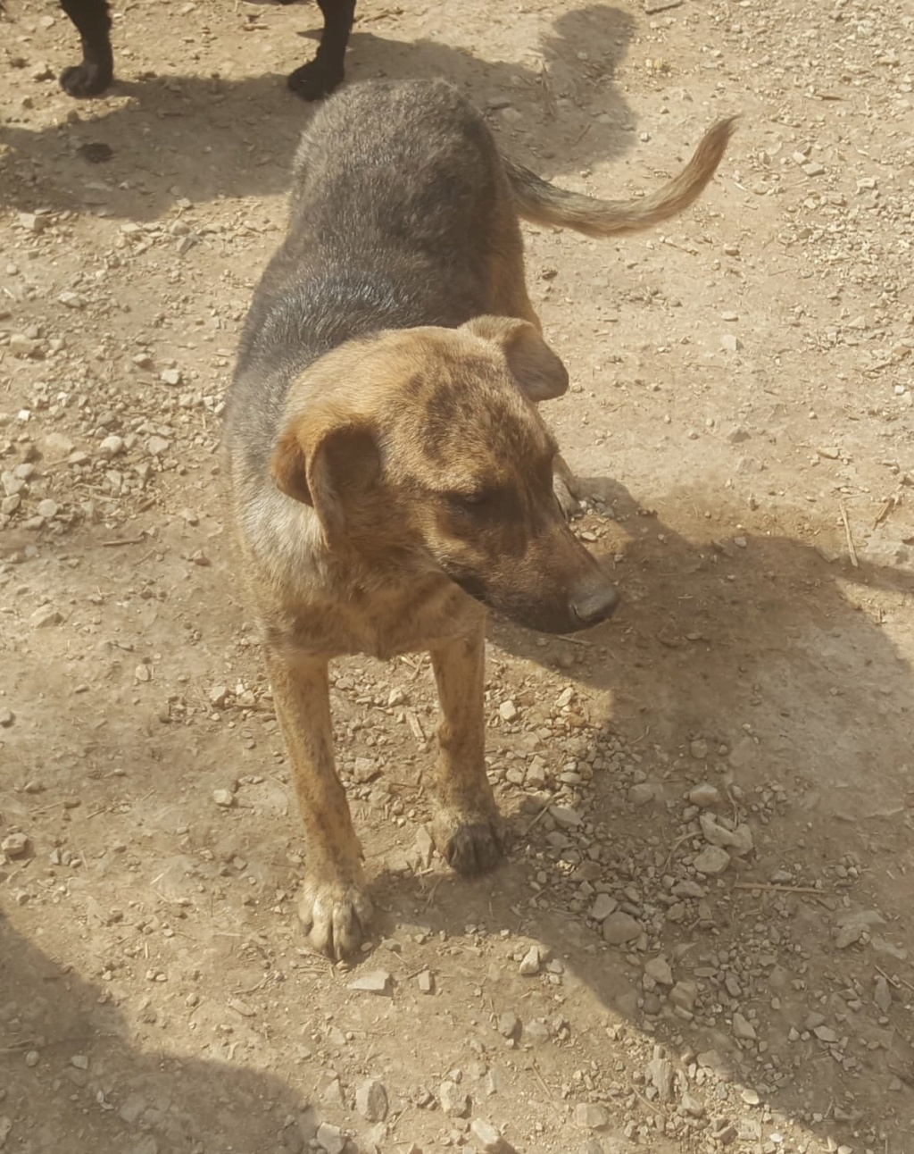 GRETEL croisée berger toute triste - en FA dpt 68 - SERBIE 91852110