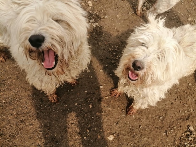 DAISY (CHIPPIE) & BELLA (LOKY) 2 soeurs Schnautzer blanc en FA 71 - SERBIE 97884810