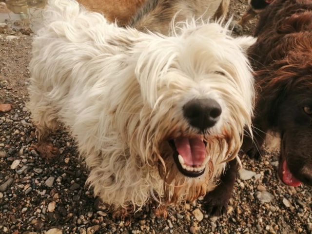 DAISY (CHIPPIE) & BELLA (LOKY) 2 soeurs Schnautzer blanc en FA 71 - SERBIE 98119810