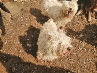 DAISY (CHIPPIE) & BELLA (LOKY) 2 soeurs Schnautzer blanc en FA 71 - SERBIE 98142510