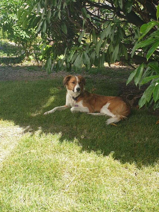 VIKI (France) & VIKTOR (Slovénie) soeur et frere - BULGARIE 98201310