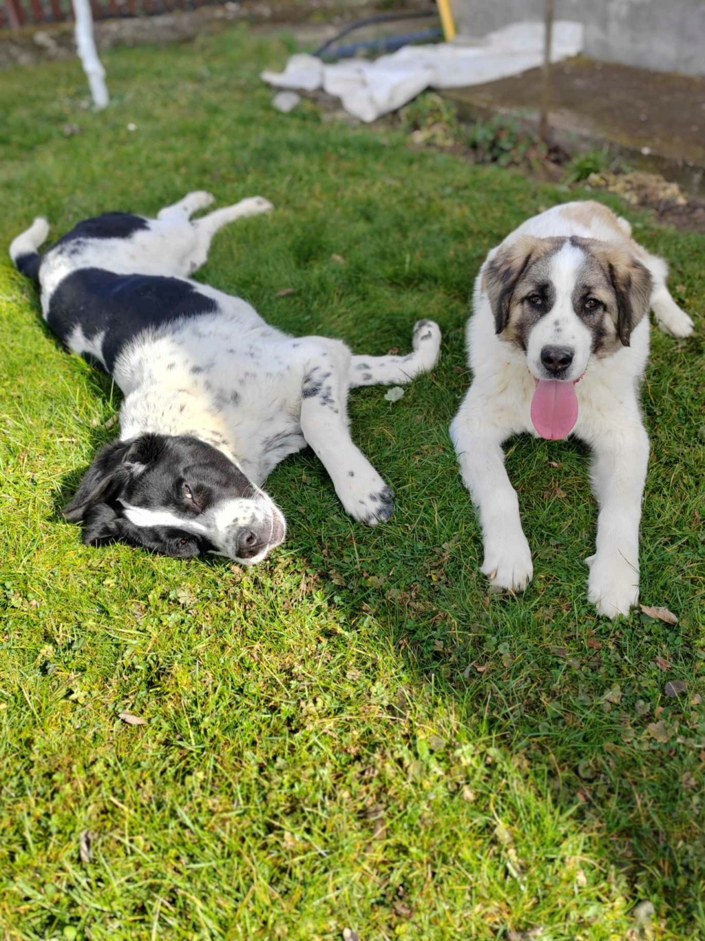 OWEN croisée kangal du sauvetage des 7 chiens - SERBIE 9ebbc310