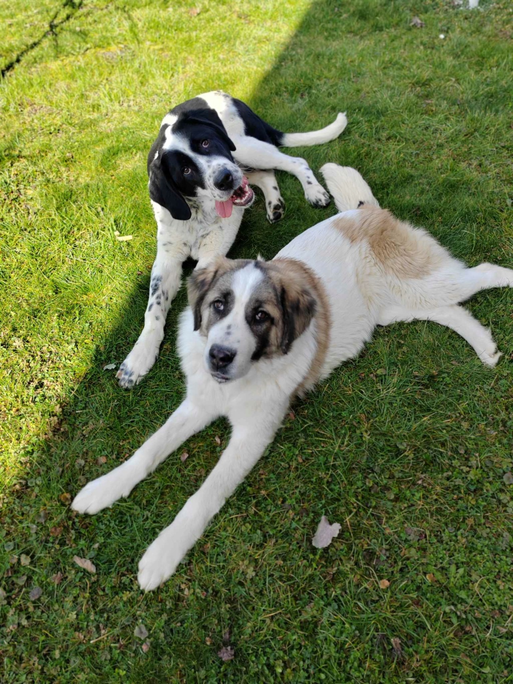 OWEN croisée kangal du sauvetage des 7 chiens - SERBIE C3584710