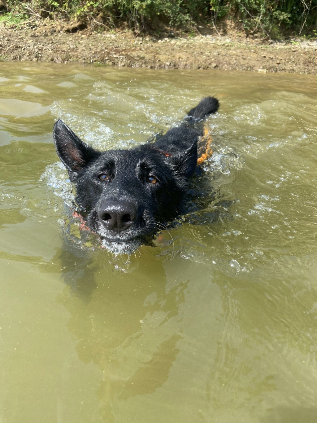 TROY (FUSCO) chien super sympa - ESPAGNE Cc553210