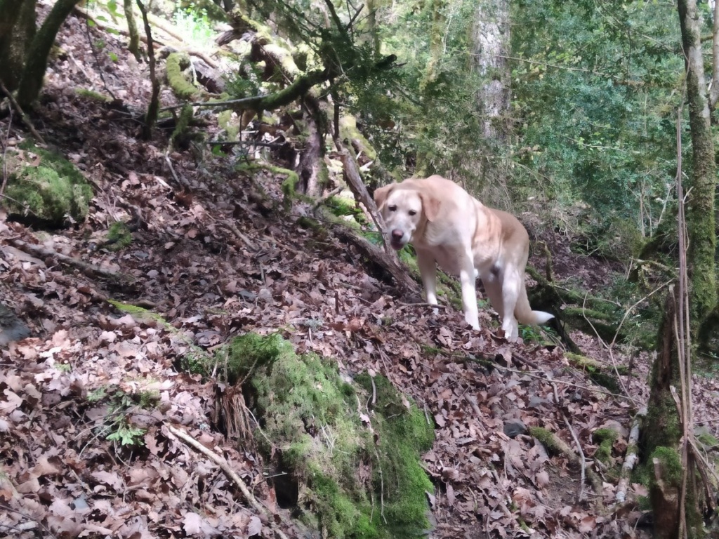 CREM gentille croisée labrador en FA dpt 77 - ESPAGNE Crzome14