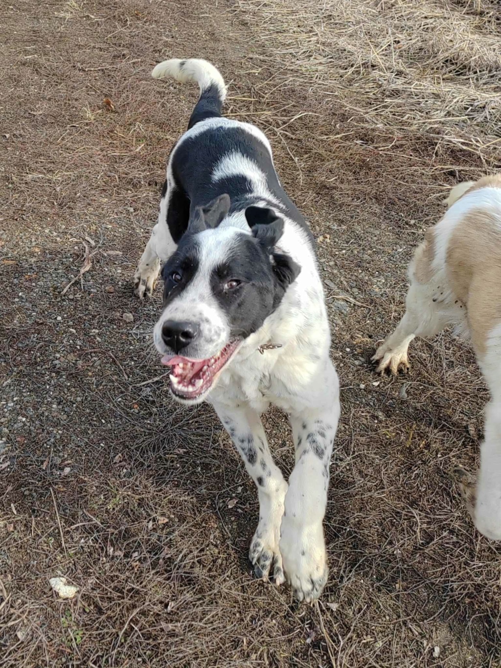 COOPER croisé kangal du sauvetage des 7 chiens - SERBIE E9697810