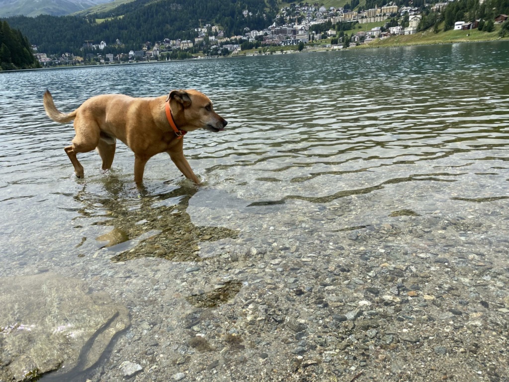 POKER VITO magnifique chiot croisé malinois/labrador - en FA dans le 95 F5ba7410