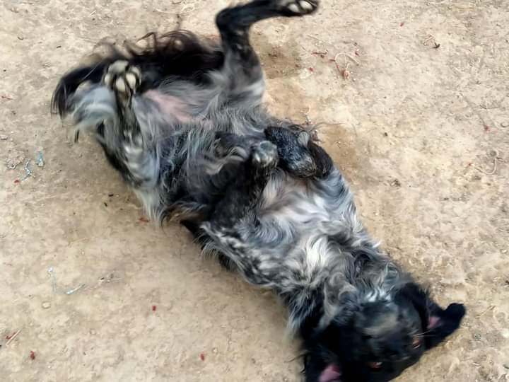 EMMY (ASKA) epagneul breton de la tuerie des 70 chiens - BULGARIE Fb_img13