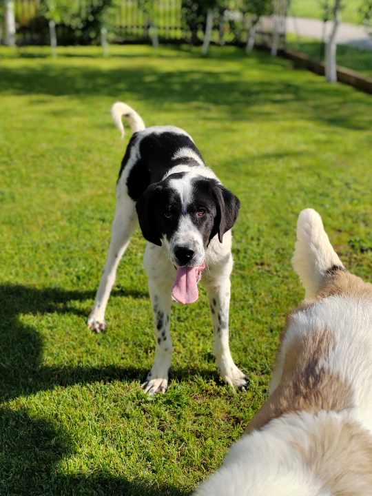 COOPER croisé kangal du sauvetage des 7 chiens - SERBIE Tzolzo38