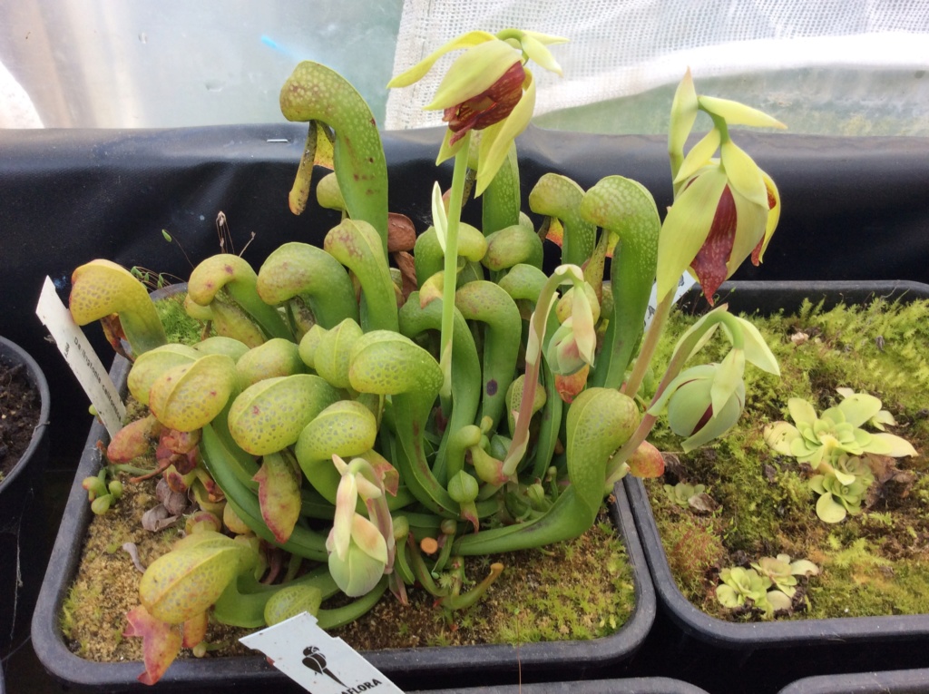 mon darlingtonia en fleur  Img_2014