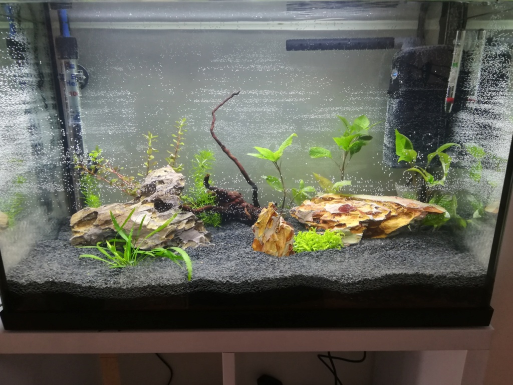 70L premier aquarium Img_2011