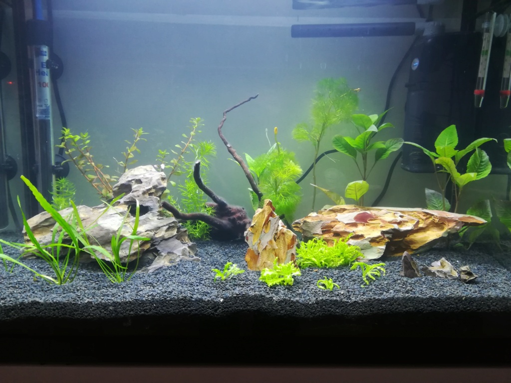 70L premier aquarium Img_2012