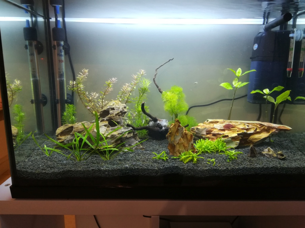 70L premier aquarium Img_2014