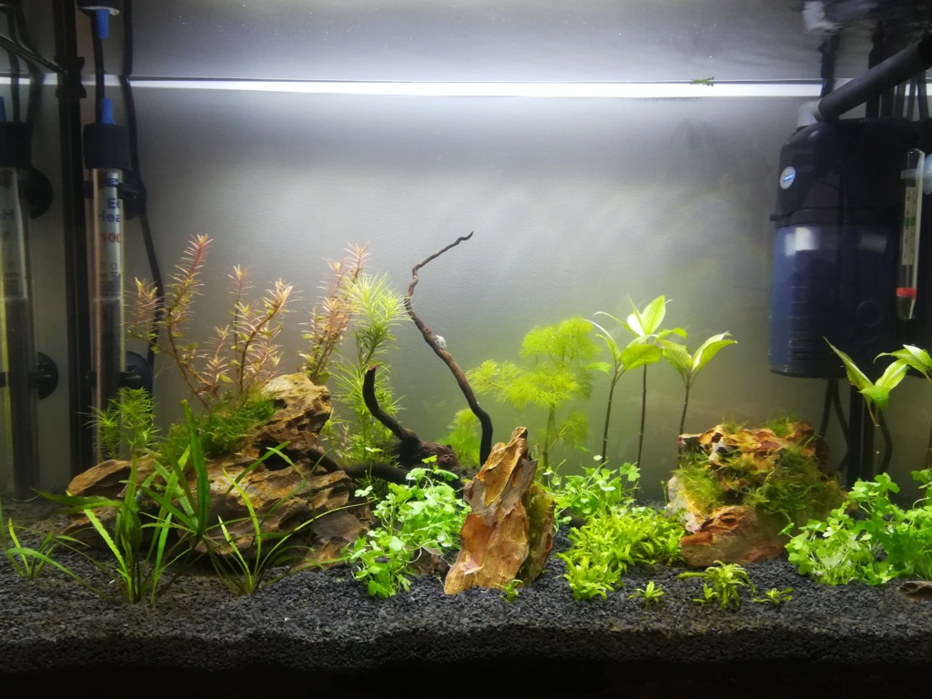 70L premier aquarium Img_2016