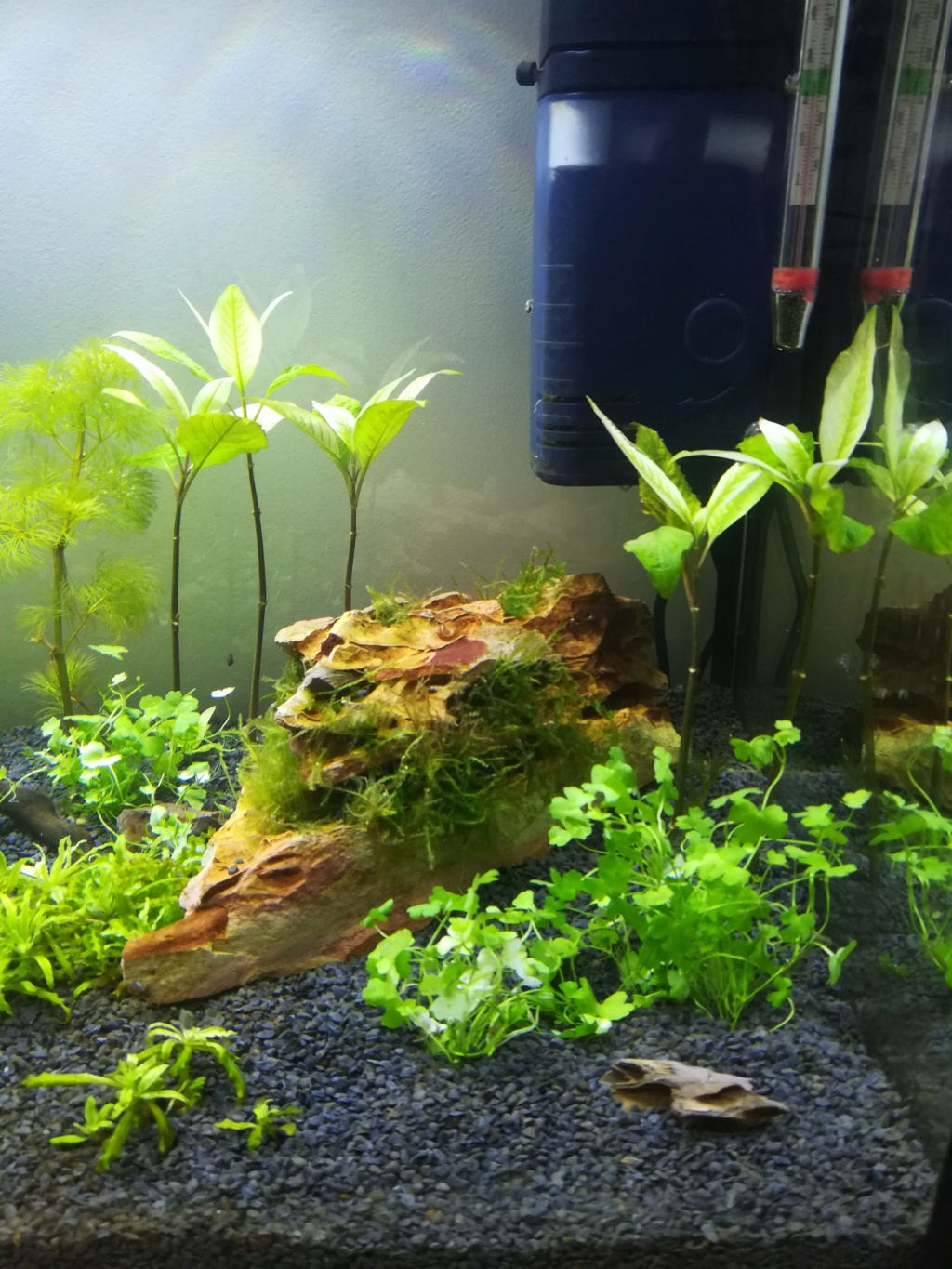 70L premier aquarium Img_2017