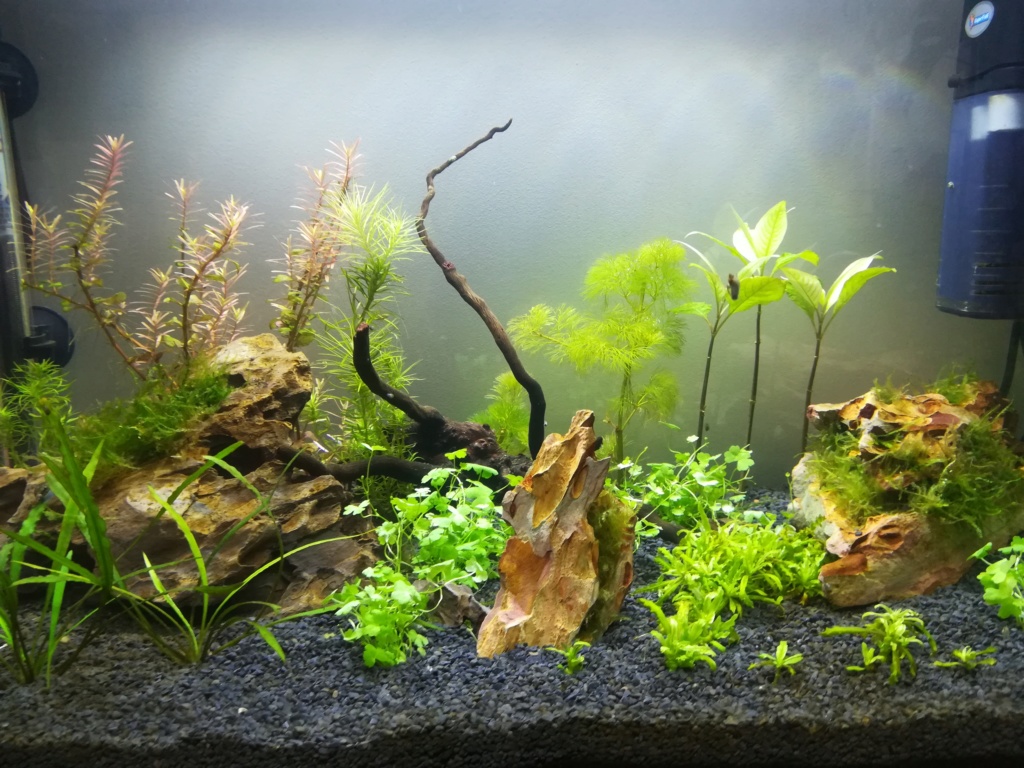 70L premier aquarium Img_2018