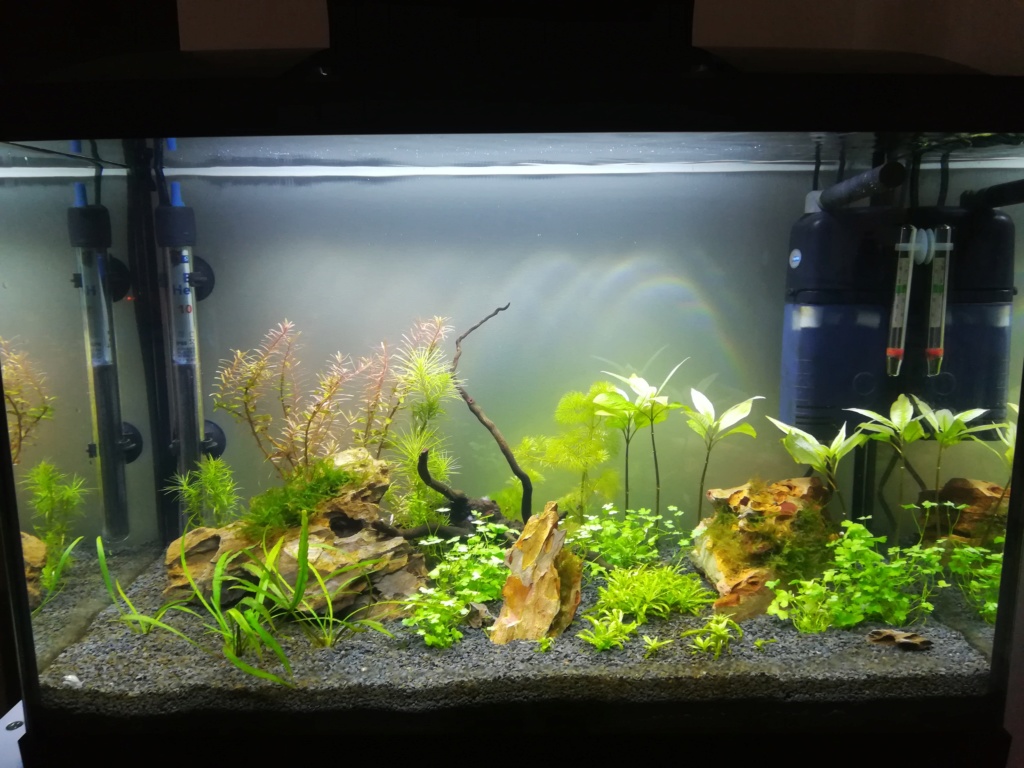 70L premier aquarium - Page 2 Img_2019