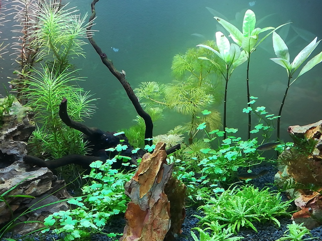 70L premier aquarium - Page 2 Img_2021