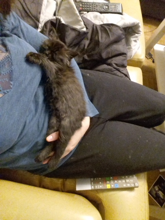 Octavia, chatonne noire poils longs née le 27.08.18 20181045