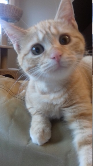 Pépouz, chaton roux tigrée, né vers le 15-09-19 20200116