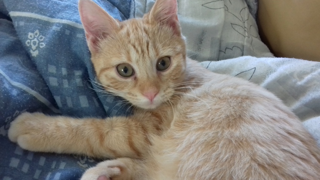 Pépouz, chaton roux tigrée, né vers le 15-09-19 20200211