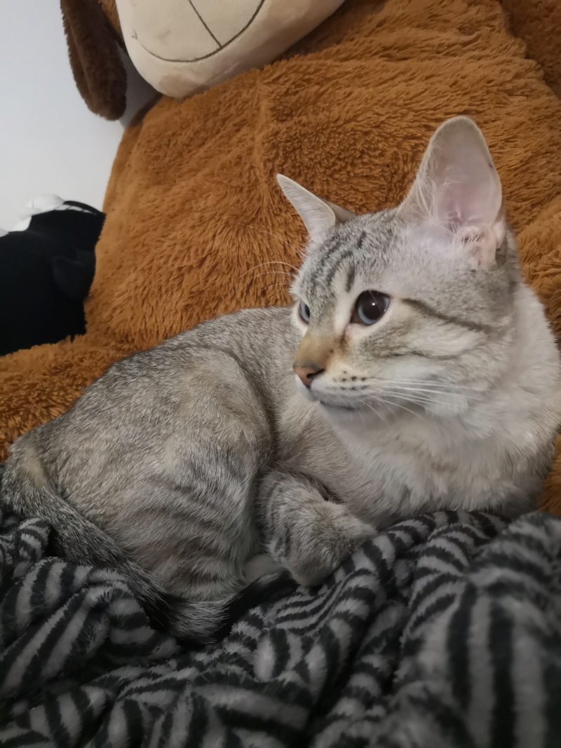 ORPHEE, chaton mâle, beige Tabby, né le 01/05/18 15787510