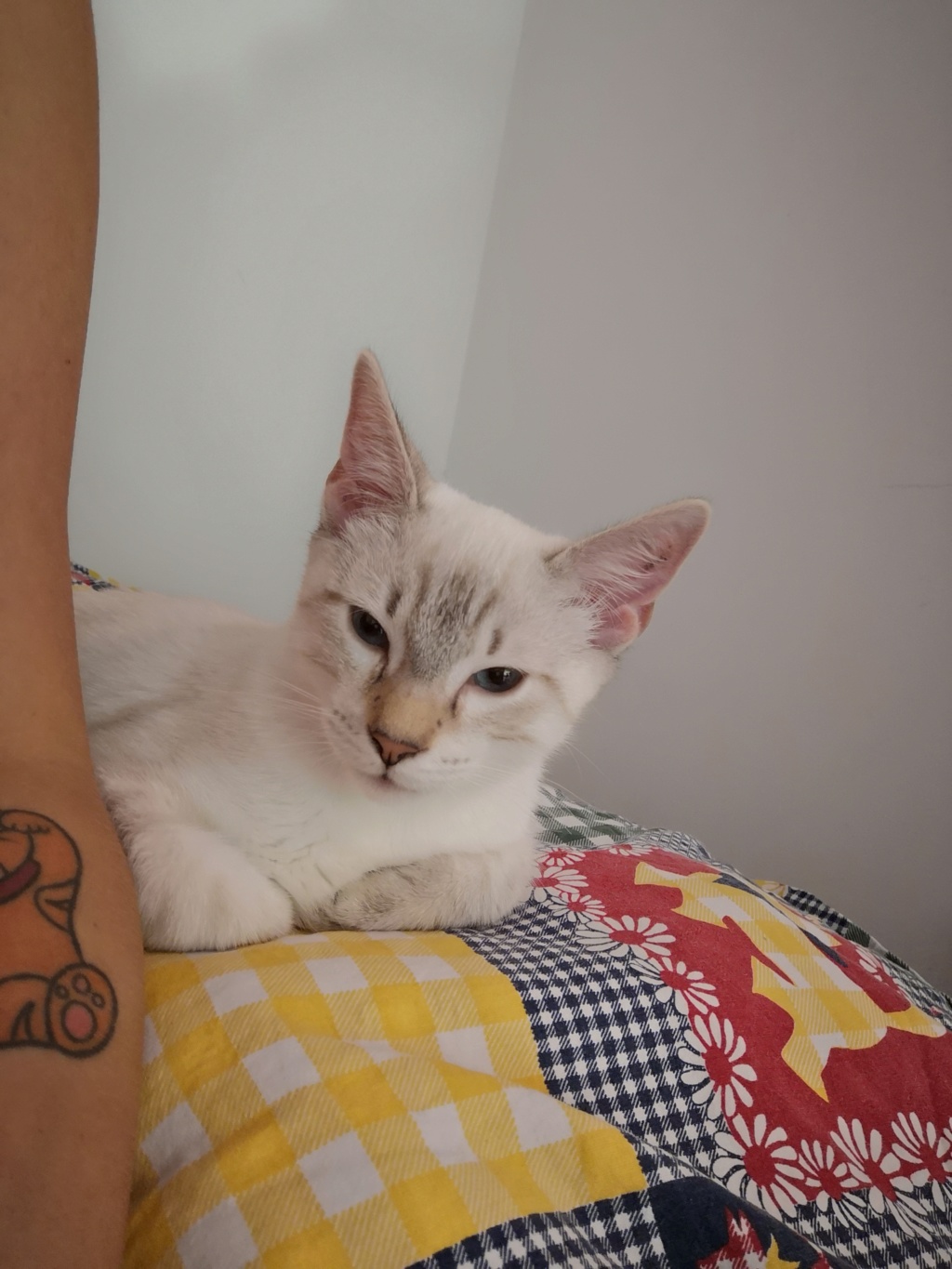 ORPHEE, chaton mâle, beige Tabby, né le 01/05/18 Img_2013