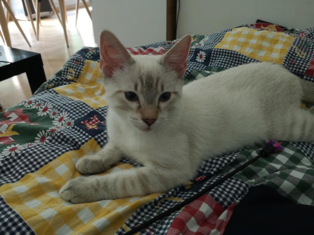 ORPHEE, chaton mâle, beige Tabby, né le 01/05/18 Img_2021