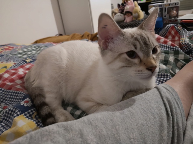 ORPHEE, chaton mâle, beige Tabby, né le 01/05/18 Img_2032