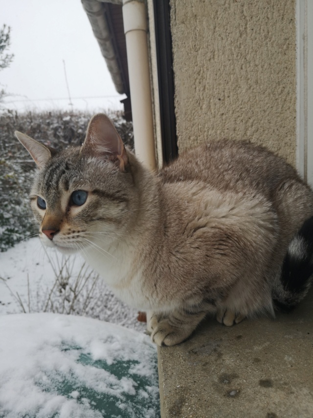 ORPHEE, chaton mâle, beige Tabby, né le 01/05/18 Img_2052