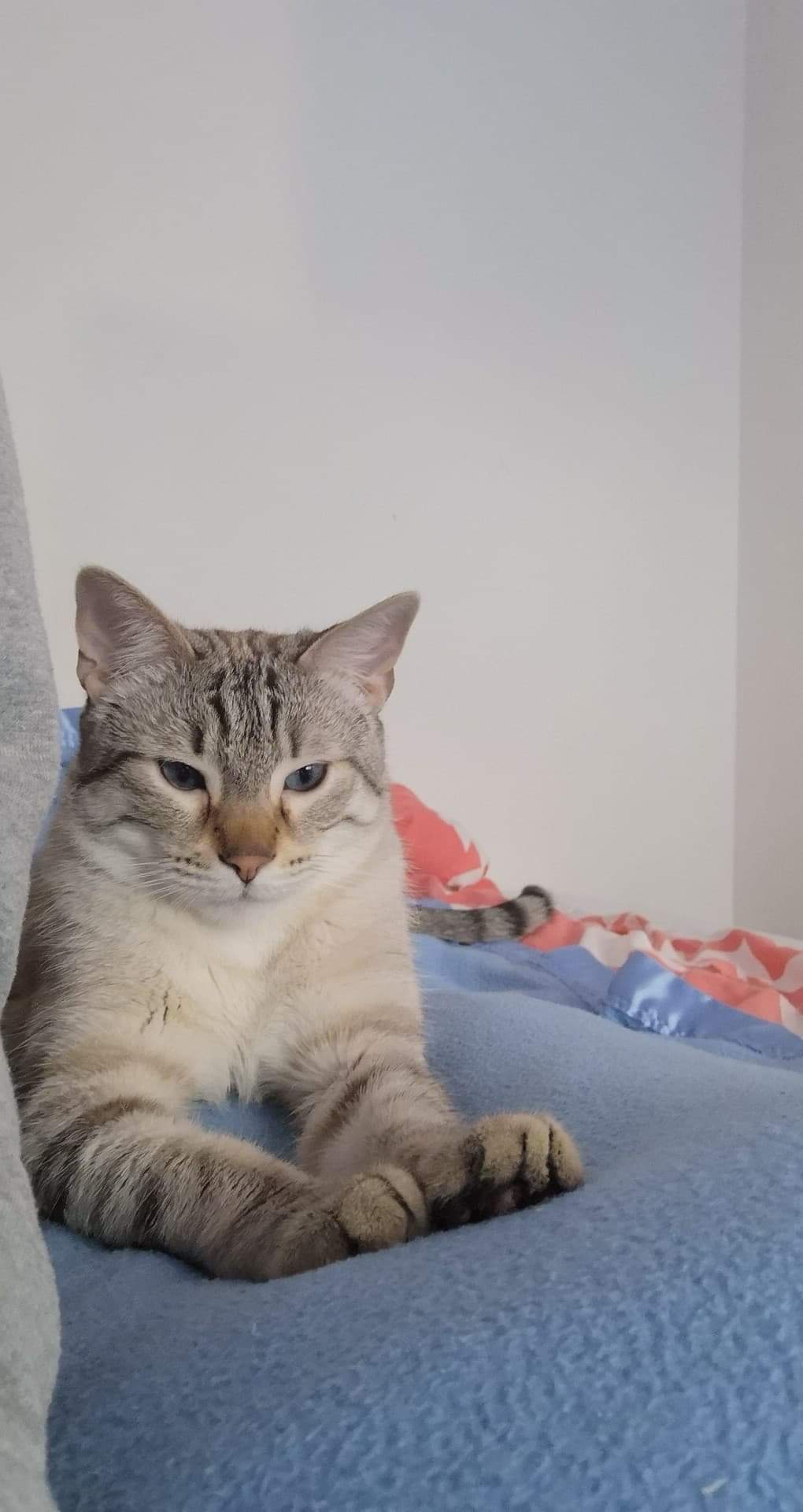 ORPHEE, chaton mâle, beige Tabby, né le 01/05/18 Receiv13