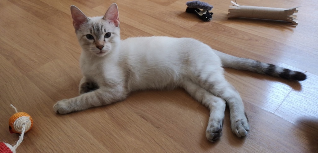 ORPHEE, chaton mâle, beige Tabby, né le 01/05/18 Snapch11