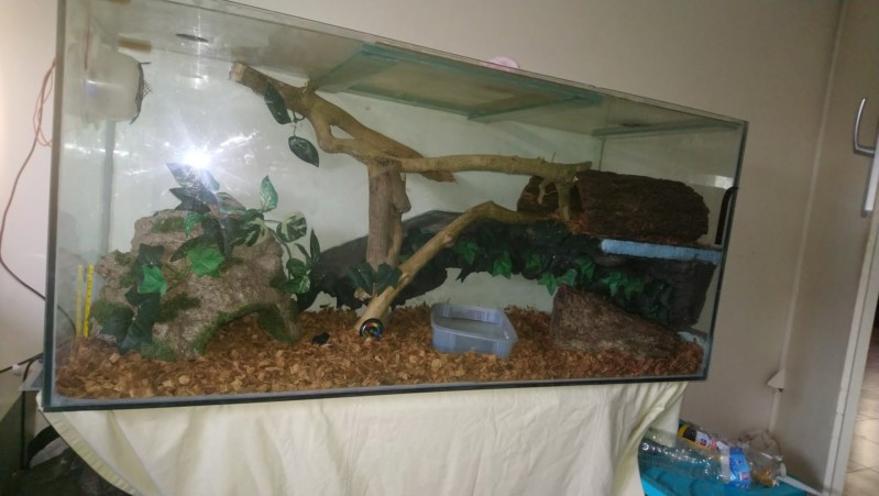 Terrarium de mon python 20180913