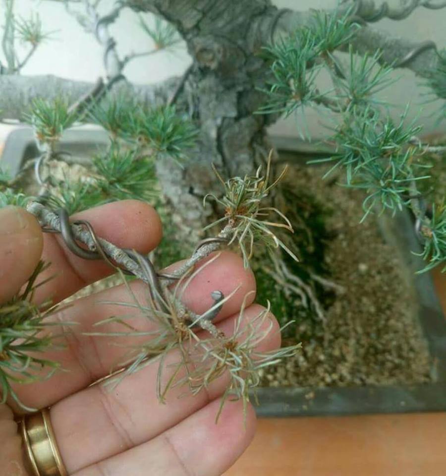 Help please japanese white pine 42970311