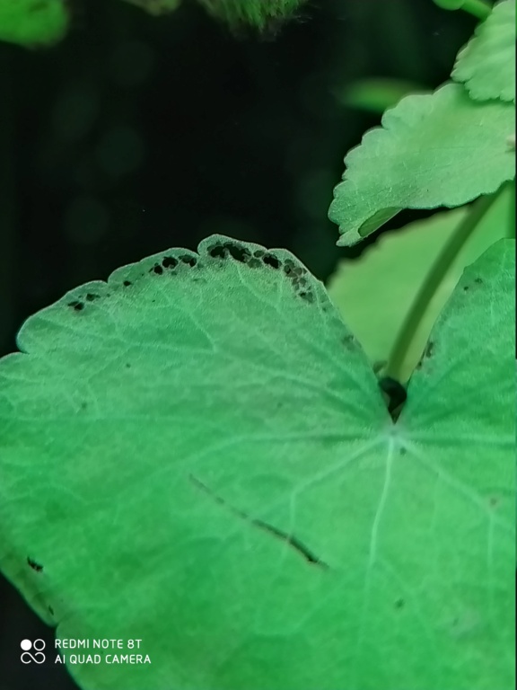 feuilles trouées Hydroc10