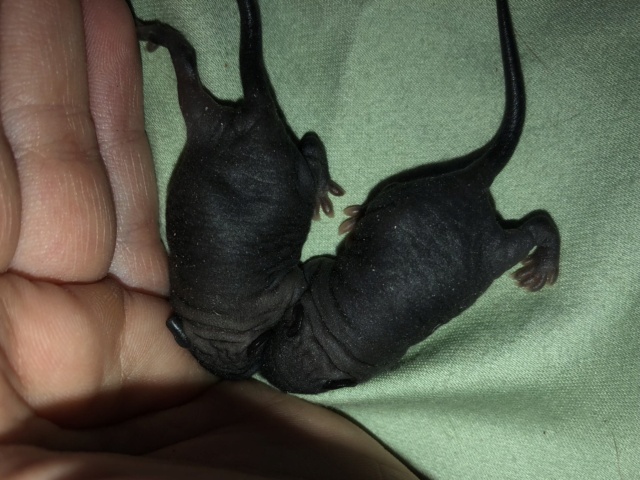 Fuzzy/Standard black + Babies!! 3f2b5f10