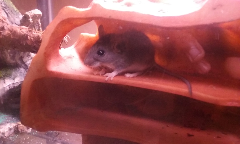 What species is this mouse 20190511