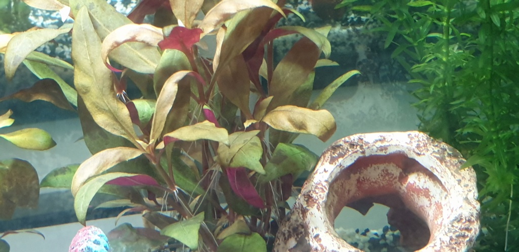 Démarrage aquarium 20200213