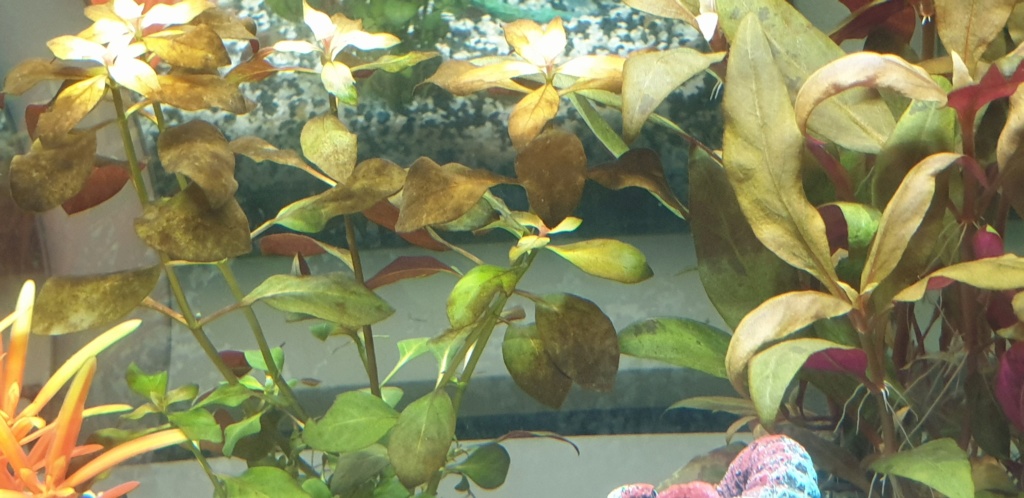Démarrage aquarium 20200214