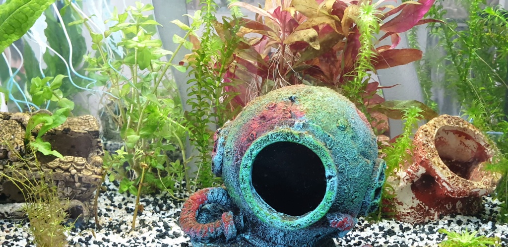 Démarrage aquarium 20200222
