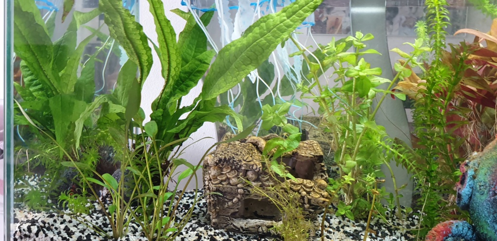Démarrage aquarium 20200226