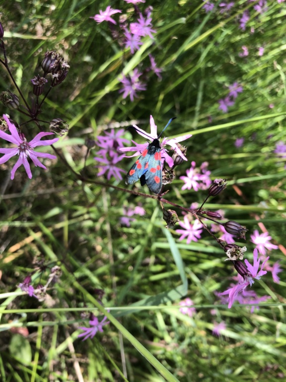 [Zygaena trifolii] Zygène des prés ? Zygzon11