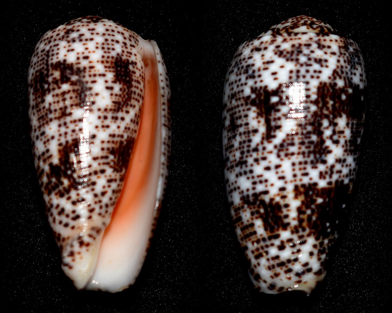 Conus (Pionoconus) stercusmuscarum   Linnaeus, 1758 2021-019