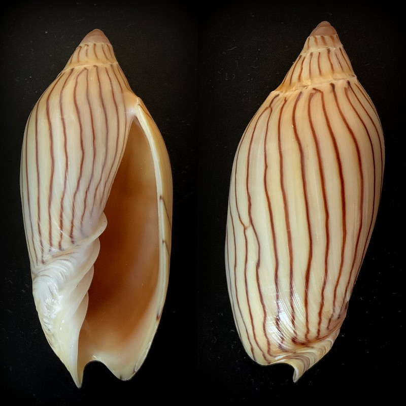 Amoria ellioti (G. B. Sowerby II, 1864) 2021-043