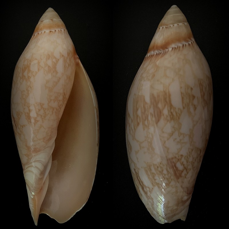 Amoria damoni Gray ,1864 2021-045