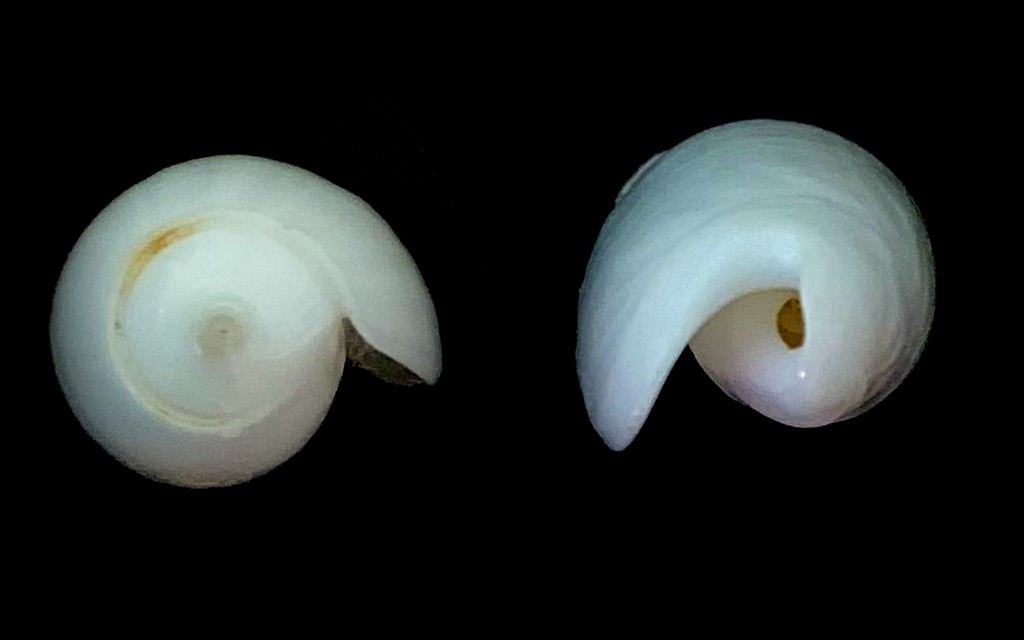 Miniaceoliva irisans f. albescens (Johnson, 1915)  2021-094